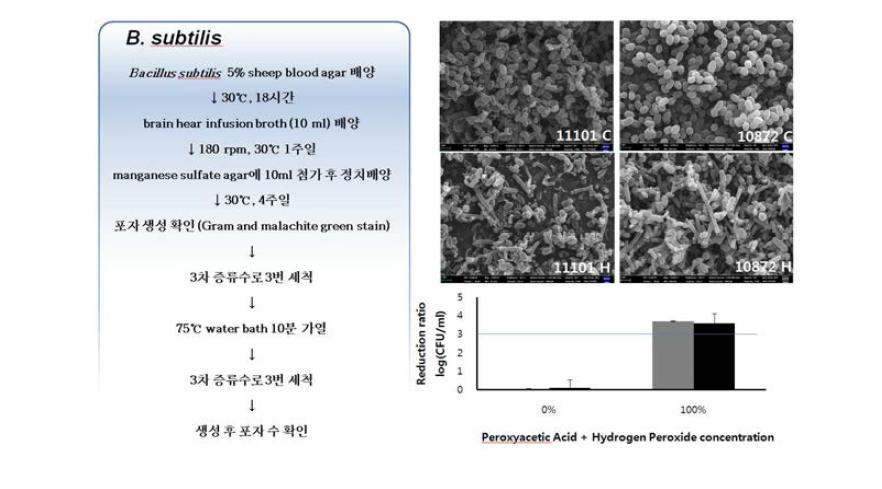 식품첨가물공전 소독제시험법(포자현탁액시험법) 참조균주 개발과정 및 결과