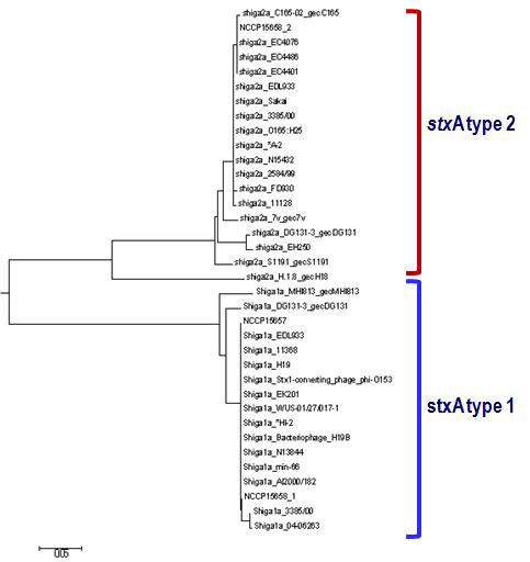 The phylogenetic tree of the Stx subunit A gene