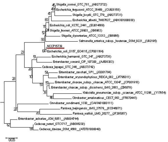 Phylogenetic tree of 16S rRNA genes