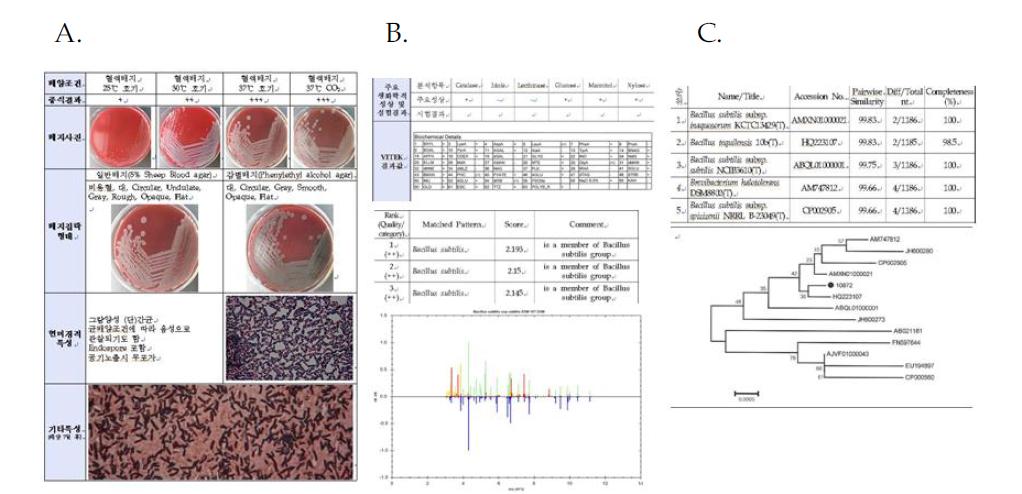 Bacillus subtilis NCCP10872의 배양 및 형태학적특성(A), 생화학적 특성 및 16s ribosomal protein 특성(B), 16s rRNA 유전자분석 결과