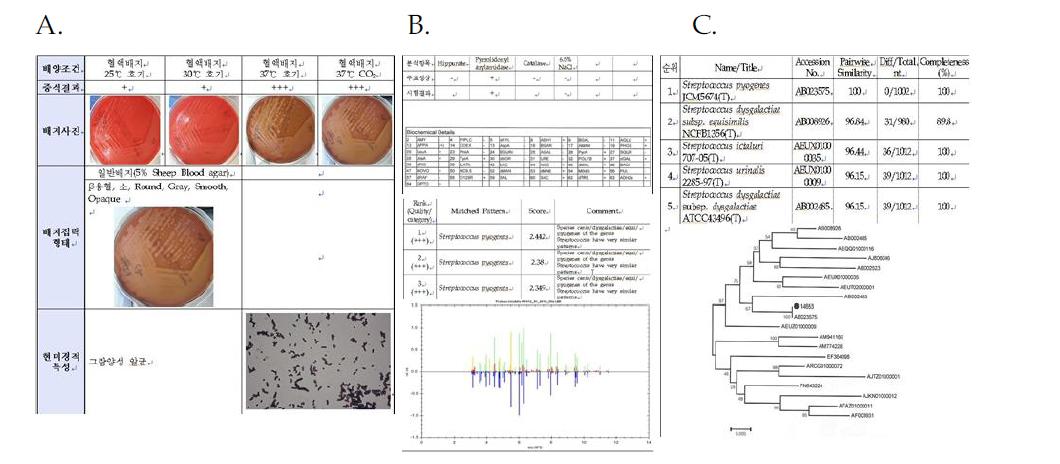 Streptococcus pyogenes NCCP14653의 배양 및 형태학적특성(A), 생화학적 특성 및 16s ribosomal protein 특성(B), 16s rRNA 유전자분석 결과