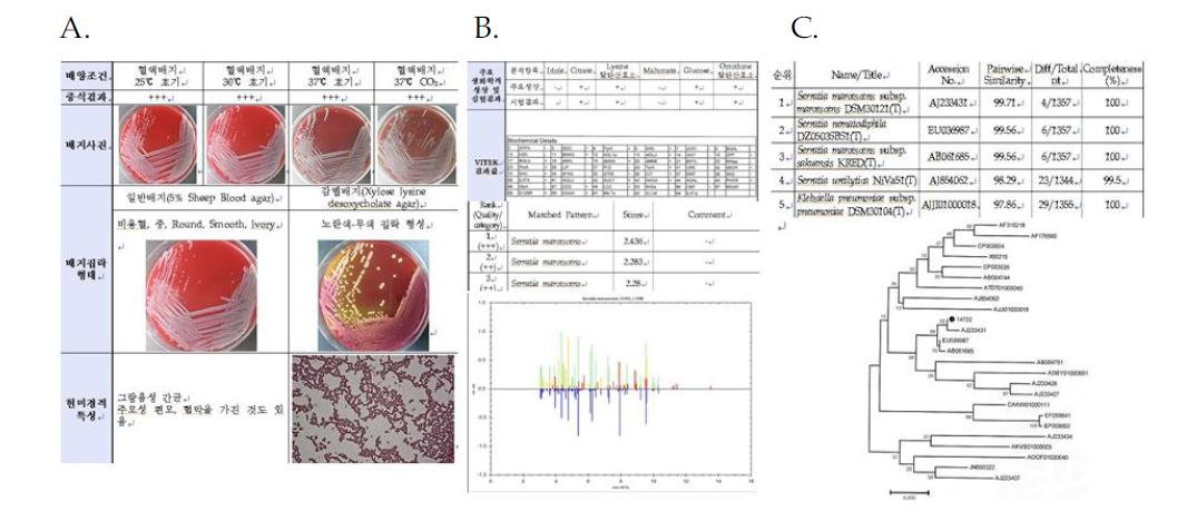 Serratia marcescens NCCP14772의 배양 및 형태학적특성(A), 생화학적 특성 및 16s ribosomal protein 특성(B), 16s rRNA 유전자분석 결과