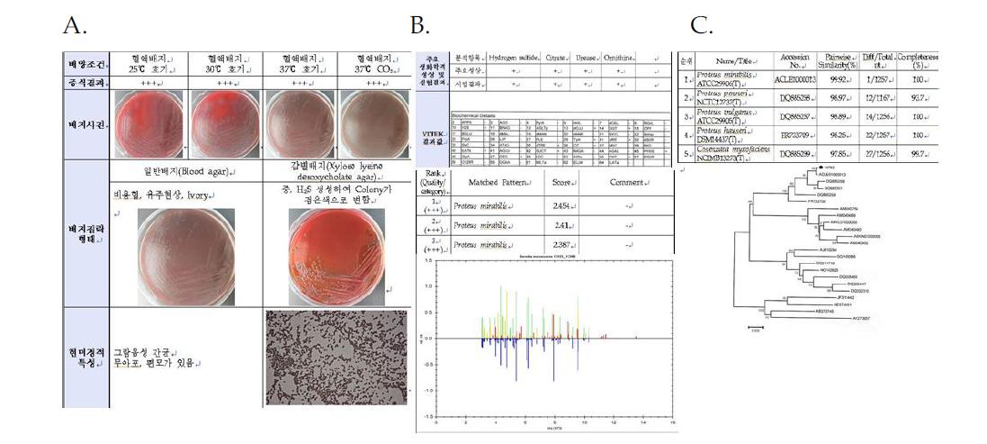 Proteus mirabilis NCCP14763의 배양 및 형태학적특성(A), 생화학적 특성 및 16s ribosomal protein 특성(B), 16s rRNA 유전자분석 결과