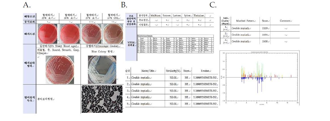 Candida tropicalis NCCP32547의 배양 및 형태학적특성(A), 생화학적 특성 및 ITS 유전자 분석(B), 16s ribosomal protein 특성 결과