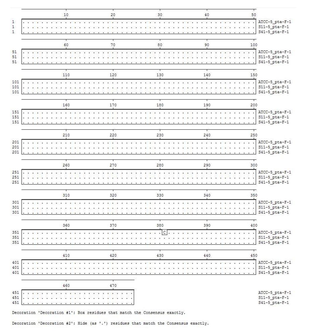 Staphylococcus aureus ATCC 6538과 S11, S41 균주의 pta 유전자 염기서열 비교