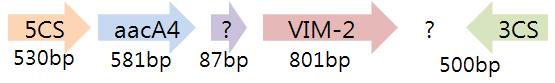 VIM-2 유전자의 주변 유전자 염기서열 구조