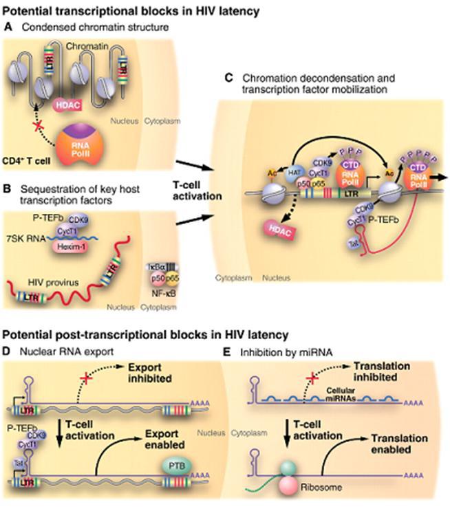 HIV transcriptional, post-transcriptional repression and activation