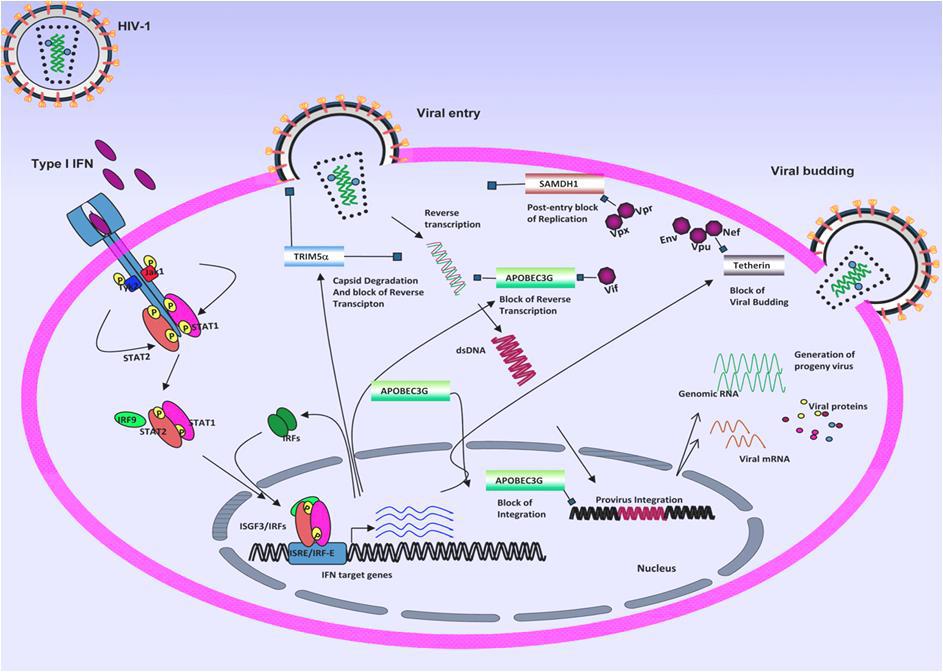 HIV-1 증식과정 중 숙주세포내 제어인자의 작용