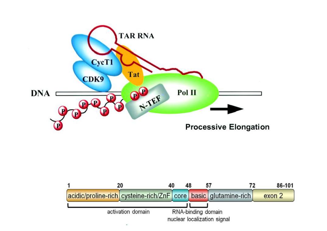 The functional domains and function of HIV-1 Tat proteins