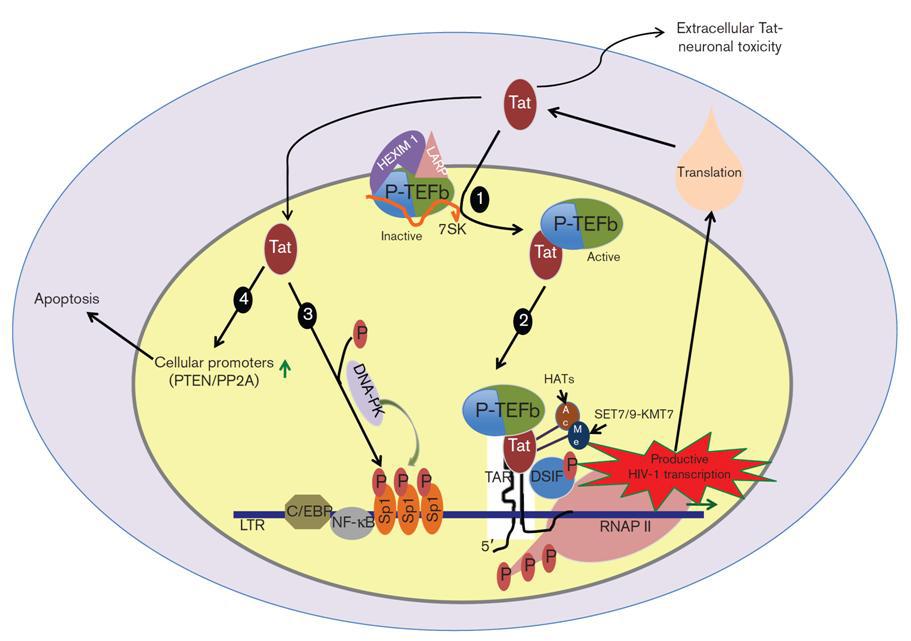 HIV-1 tat interaction and transcriptional regulation