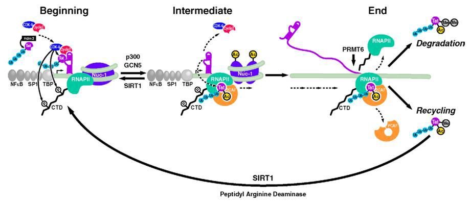 A model of Tat transactivation in the context of Tat posttranslational modifications.