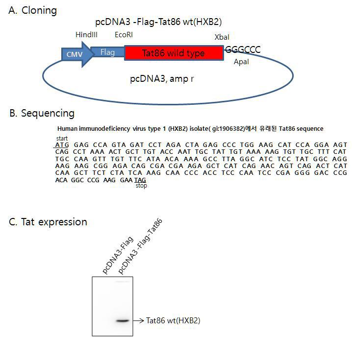 HIV-1 Tat 발현 벡터 클로닝과 발현 A. HIV-1 Tat 발현 벡터 제작 B. Sequencing C. Tat 발현을 확인하기 위한 Western blot