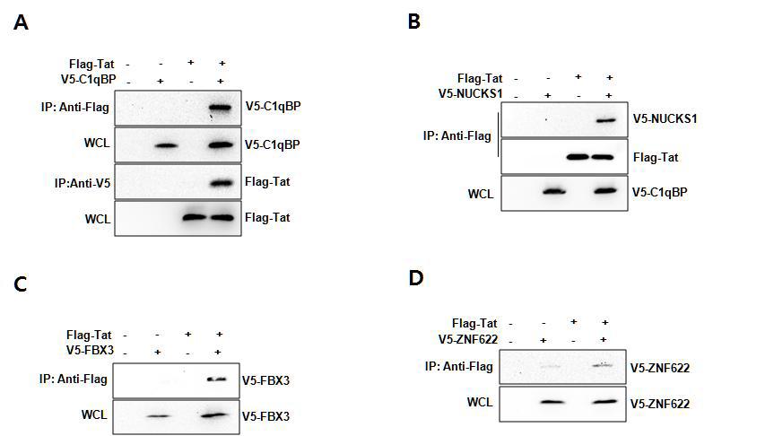 Immunoprecipitation assay.