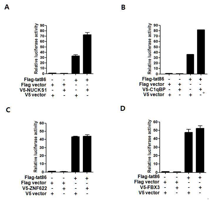 Tat의 전사활성에 변화를 주는 Tat-조절자 후보 선정. Tat의 전사활성에 변화를 주는 Tat-조절자 후보 선정. HeLa cell에 Tat만 을 transfection하거나, Tat과 Tat-조절자 네가지 후보군들을 같이 transfection하고 24시간 후 luciferase assay를 실시하였다. A) NUCKS1, B) C1qBP, C) ZNF622, D) FBX3