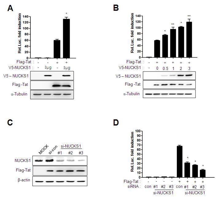 (A) One hundred nanograms of the Flag–Tat and/or 3mg of the NUCKS1 expression plasmid was transfected with 200ng of the HIV-1 LTR-driven luciferase reporter (pGL3–LTR–Luc) and 20ng of pCMV–LacZ as a transfection control into HeLa cells. At 24h after transfection, luciferase activity was measured and normalized to b-galactosidase activity. (B)Luciferase activity was assessed in HeLa cells 24h after cotransfection of pGL3–LTR–Luc(200ng), Flag–Tat (100ng),and increasing amounts of V5–NUCKS1(0, 0.5 , 1, 2, and 3mg), together with 20 ng of pCMV–LacZ as a transfection control. The data are expressed as mean ± SD (n=3). Expression levels of NUCKS1 and Tat were assessed with Western blotting. *, P<0.01 and**, P<0.05, as compared with the Flag-Tat transfected only (C) Knockdown of NUCKS1 was performed with three siRNAs against NUCKS1 mRNA. (D) NUCKS1-engaged Tat activity was assessed by the luciferase assay combined with the knockdown experiment.