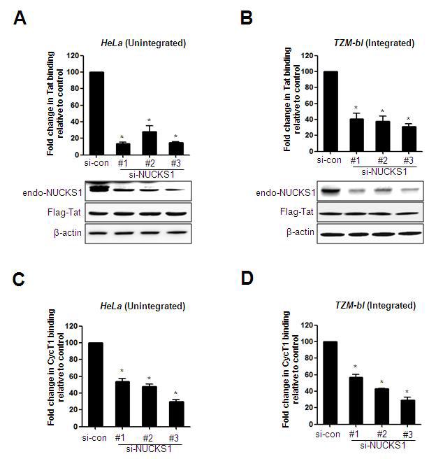 HeLa cells transiently transfected with HIV-1 LTR (A and C) or TZM-bl cells containing an integrated HIV-1 LTR (B and D) were transfected with control siRNA or three individual NUCKS1 siRNAs. At 24 h after knockdown, these cells were transiently transfected with the Flag–Tat expression plasmid and cultured for an additional 24 h. Cells were cross-linked with formaldehyde, and chromatin immunoprecipitation was performed using IgG control or anti-Flag antibody (AandB)oranti-CyclinT1(CandD). Quantitative real-time PCR was performed; the data were normalized to the IgG control antibody and are expressed as fold change of Tat binding activity compared with control siRNA-treated samples. The data are expressed as mean ± SD (n=3). *,P<0.01ascomparedtothecellstransfectedwithcontrolsiRNA.