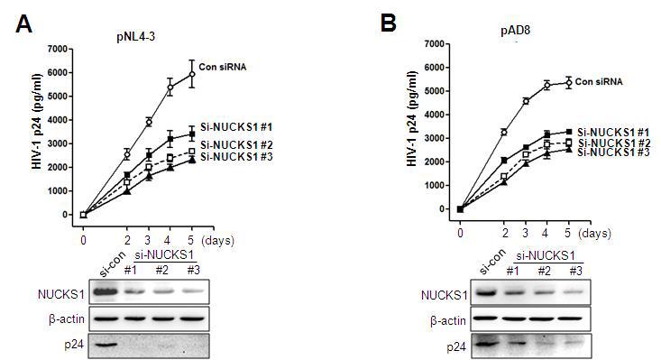 In the single-round replication assay, HeLa cells were transfected with control siRNA or three individual NUCKS1 siRNAs. One day later, the cells were transfected with (A)pNL4-3 or (B)pAD8 proviral DNA. Two days after siRNA transfection, the virus-containing supernatants were harvested every day for 5 days and filtered to remove debris. The amount of virion in the supernatant was measured by HIV-1 p24 ELISA. The data are expressed as mean± SD. The lower panels show the intracellular p24 levels.