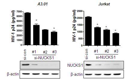 In the viral replication assay, Jurkat and A3.01 cells were transfected with control siRNA or three individual NUCKS1 siRNAs. One day later, the cells were infected with pNL4-3 virus. Five days after infection, the virus-containing supernatants were harvested, and then the amount of virions in the supernatant was measured by HIV-1 p24 ELISA. The data are expressed as mean ± SD (n=3).*,P<0.01ascomparedwiththecellstransfectedwithcontrolsiRNA. The lower panels show the intracellular p24 levels.