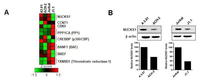 (A) Heatmap of mRNA expression of NUCKS1 and otherTat-interacting factors.(B)ExpressionlevelofendogenousNUCKS1inHIV-1latentcells(ACH-2andJ1.1)andtheir parent cell lines (A3.01 and Jurkat) were assessed with Western blotting using anti-NUCKS1 and anti-b-actin antibodies. The protein level of NUCKS1 was calculated by densitometry (Image Gauge Version 4.0, FujiFilm)