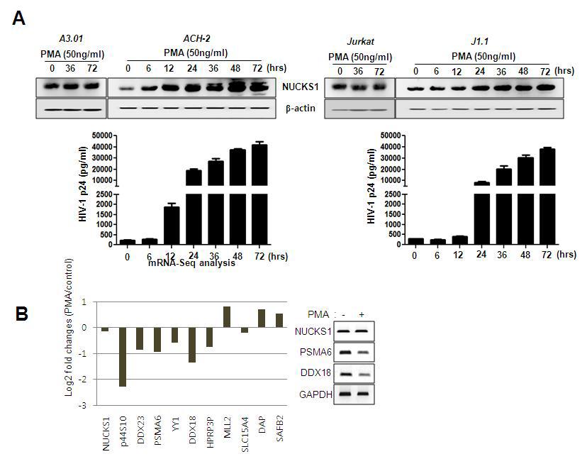 (A) Normal and latently infected cells were treated with PMA (50 ng/ml) for 0, 6, 12, 24, 36, 48, or 72 h. PMA-treated cell lysates were assessed by Western blotting using anti-NUCKS1 and anti-b-actin antibodies. The levels of HIV-1 p24 were measured using an HIV-1 p24 ELISA kit. The data are expressed as mean ± SD (n=3). (B) mRNA-sequencing analysis.The RPKM (Reads Per Kilobase of exon model per Million aligned tags) was calculated for each transcript. The Y-axis represents the log2 fold changes between the control and PMA -treated ACH-2 cells. The right panel shows the expression level of NUCKS1 mRNA by RT-PCR.