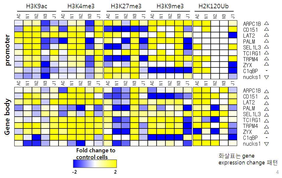 Histone modifications of NUCKS1 and other latency-related factors inGene body and promoter region.