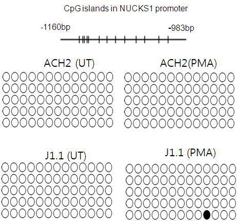 Bisulfite sequencing of CpG island in NUCKS1 promoter region. PCR region include 13 individual CpG sites from -1160bp to -983bp relative to the transcription start site of NUCKS1 gene. And 5-6 clones were analyzed. Empty circles represent unmethylated CpG, and filled circle represent methylated CpG. The map of CpG sites is shown in top of the figure. UT; untreated