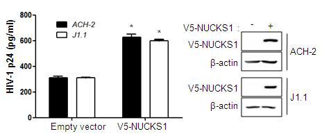 ACH-2 and J1.1 cells were electrophorated with V5 or V5-NUCKS1. Three days later, the amount of virion in the supernatant was measured by HIV-1 p24 ELISA kit. The right panel shows the level of NUCKS1 expression by western blotting. The data are expressed as mean ± SD (n=3). *, P < 0.01 as compared to cells transfected with empty vector.