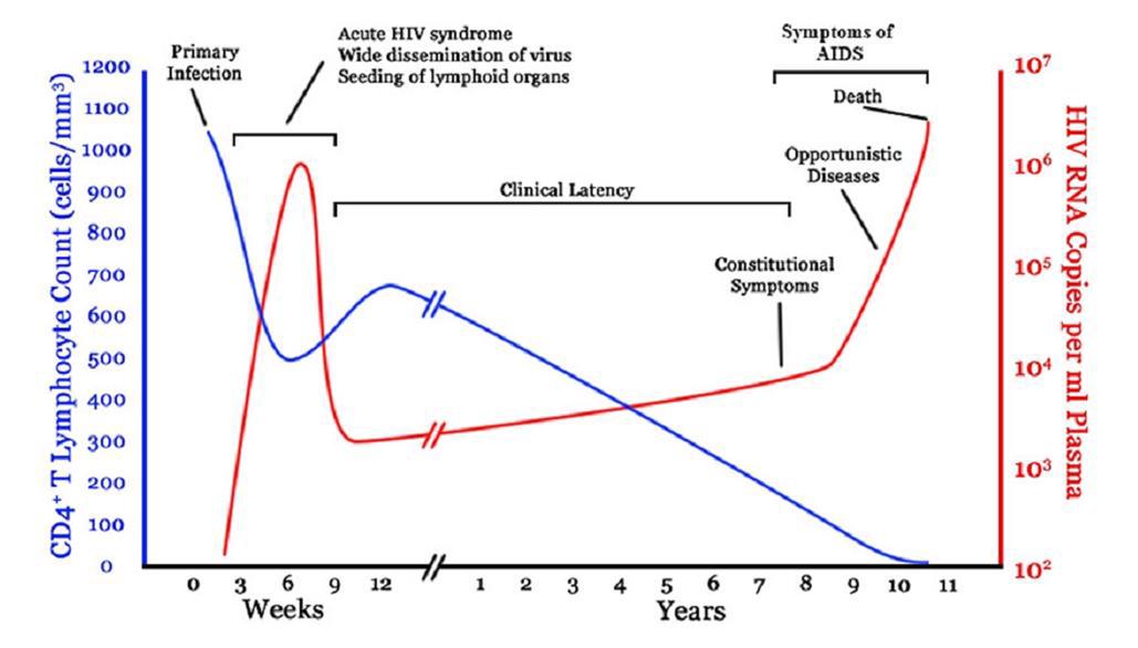 Chronic Asymptomatic Phase (clinical latency):This phase typically lasts an average of 10 years