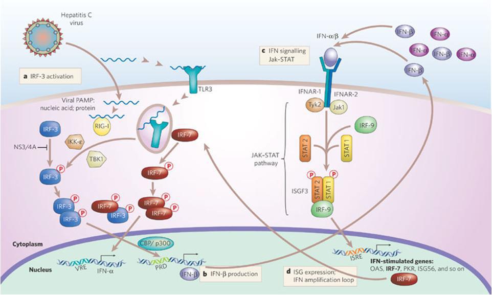C형 간염바이러스 감염에 의해 유도되는 인터페론 유도 면역반응 시스템