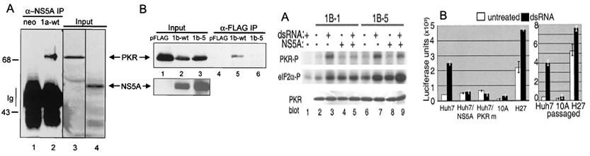 NS5A 단백질에 의한 PKR의 인산화 감소 및 인터페론 유도 면역반응 감소