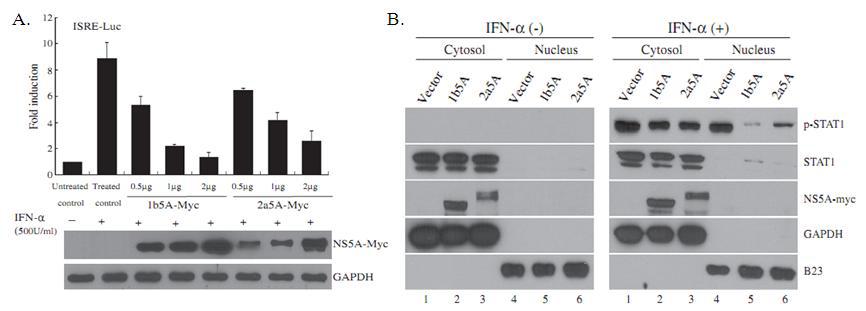 NS5A 단백질 발현에 의한 STAT1의 인산화 감소 및 핵 내로 이동을 차단하여 ISRE transcription level을 감소