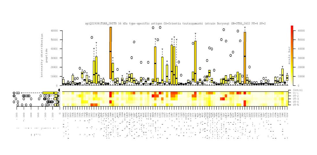 Visualization of resulting signal intensity per peptide sequence of 56 kDa outer membrane protein of O. tsutsugamushi Boryong.