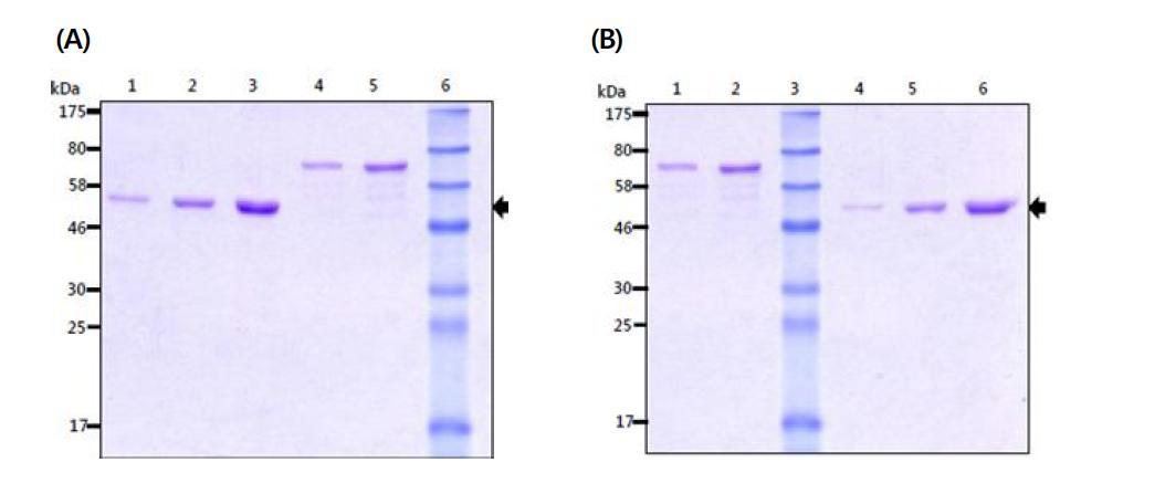The results of SDS-PAGE of the 47 kDa and 56 kDa protein (denatured form).