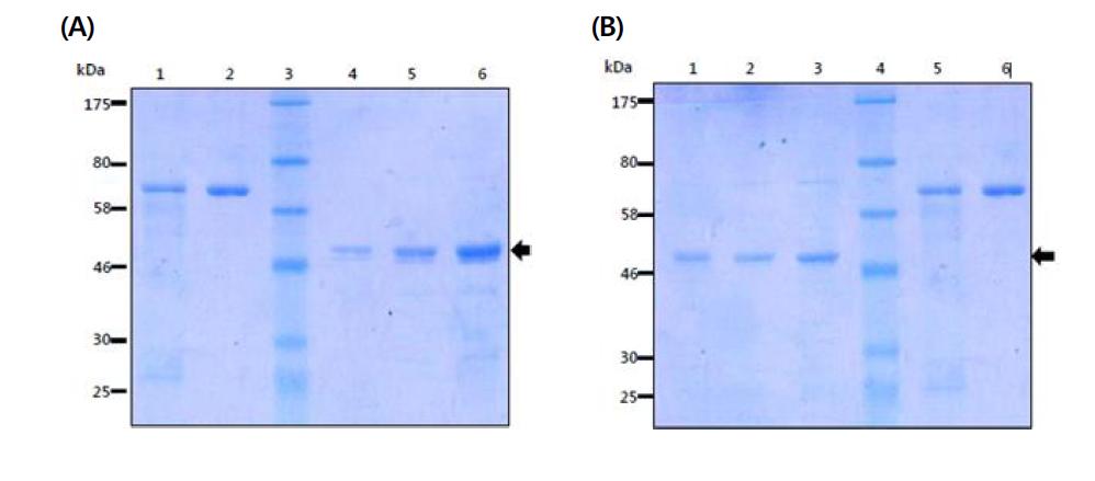 The results of SDS-PAGE of the 47 kDa and 56 kDa protein (native form).