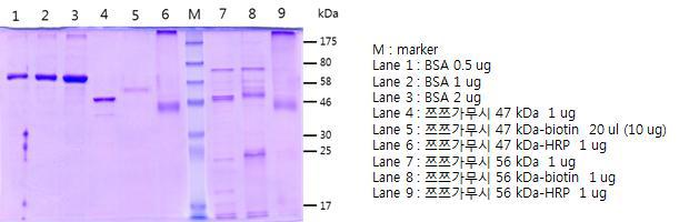 The results of SDS-PAGE of the 47 kDa and 56 kDa protein biotin or HRP conjugation.