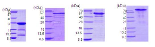 SDS-PAGE patterns of recombinant 22 (rec22), 47 (rec47), 56 (rec56), and 110 (rec110) kDa outer membrane proteins which were expressed and purified from E. coli.