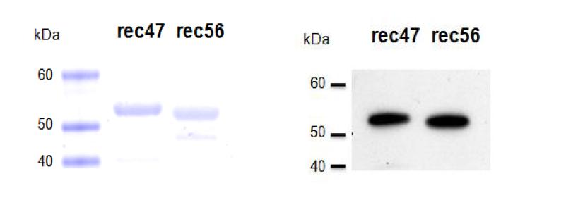 SDS-PAGE and western blot analyses of recombinant 47 kDa (rec47) and 56 kDa (rec56) proteins.
