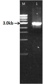 Agarose gel electrophoresis of PCR product. lane M: 1kb DNA ladder lane 1: PCR product of JEV K05GS strain (prM to NS2a gene).