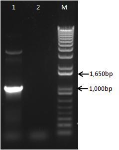 Agarose gel electrophoresis of PCR product. lane 1:PCR product of NS1 gene, lane 2: Negative control, lane 3: 1kb DNA ladder.
