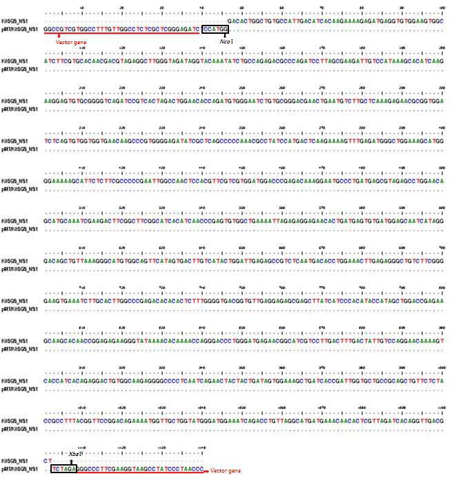 Sequencing analysis of insert gene in pMT_JEV_K05GS_NS1vector.