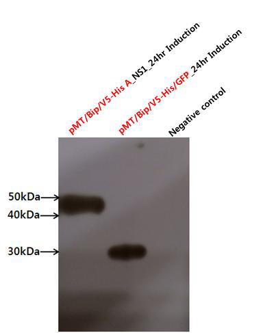 Western blot analysis of NS1 protein expressed in Drosophilasystem.