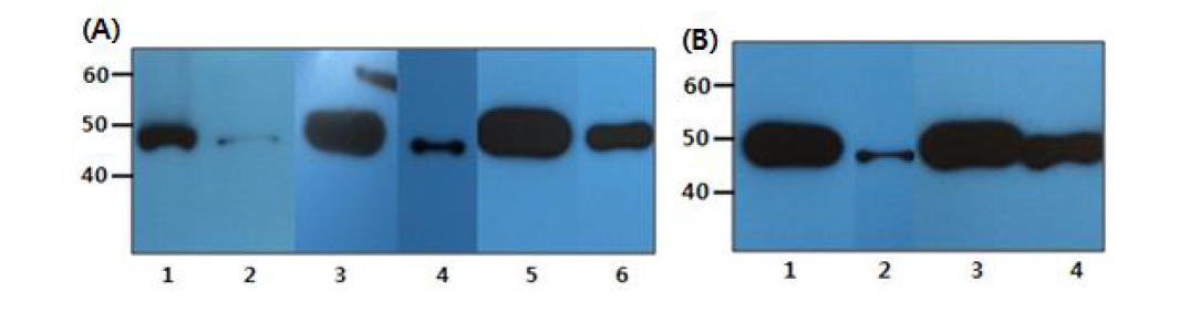 Western blot analysis of NS1 protein expressed in stable cell line.