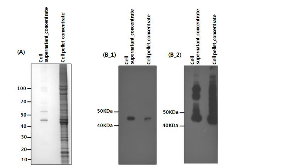 12% NuPAGE and Wester blotting of the recombinant NS 1. (A)NuPAGE ayalysis of stable cell pellet and suspernatant. (B) Western blot analysis using anti-NS1 and anti-V5 antibody.