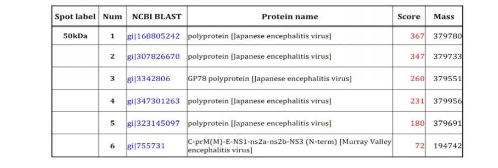 Protein identified by MALDI-TOF and NCBI-BLAST analyses