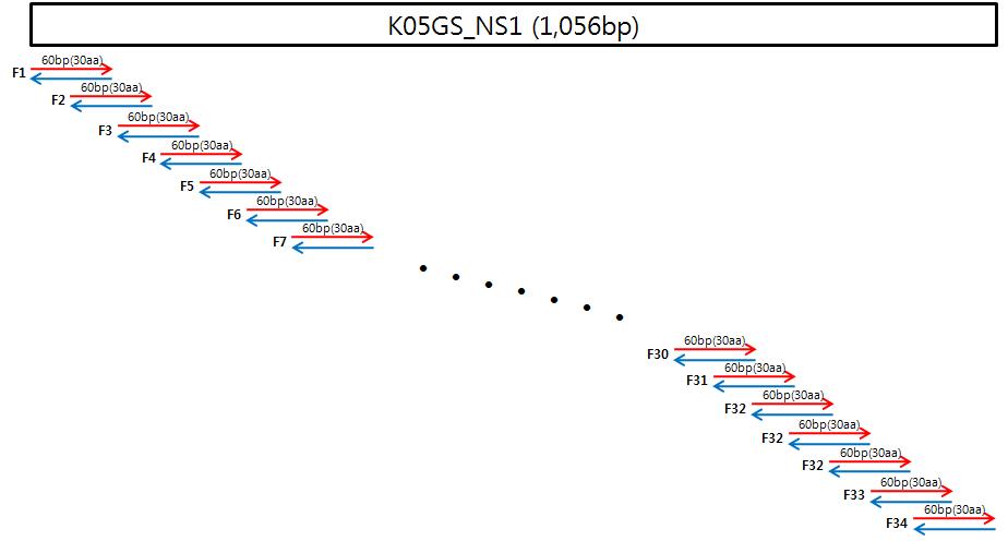 PCR primers used for 34 fragments of NS1 protein