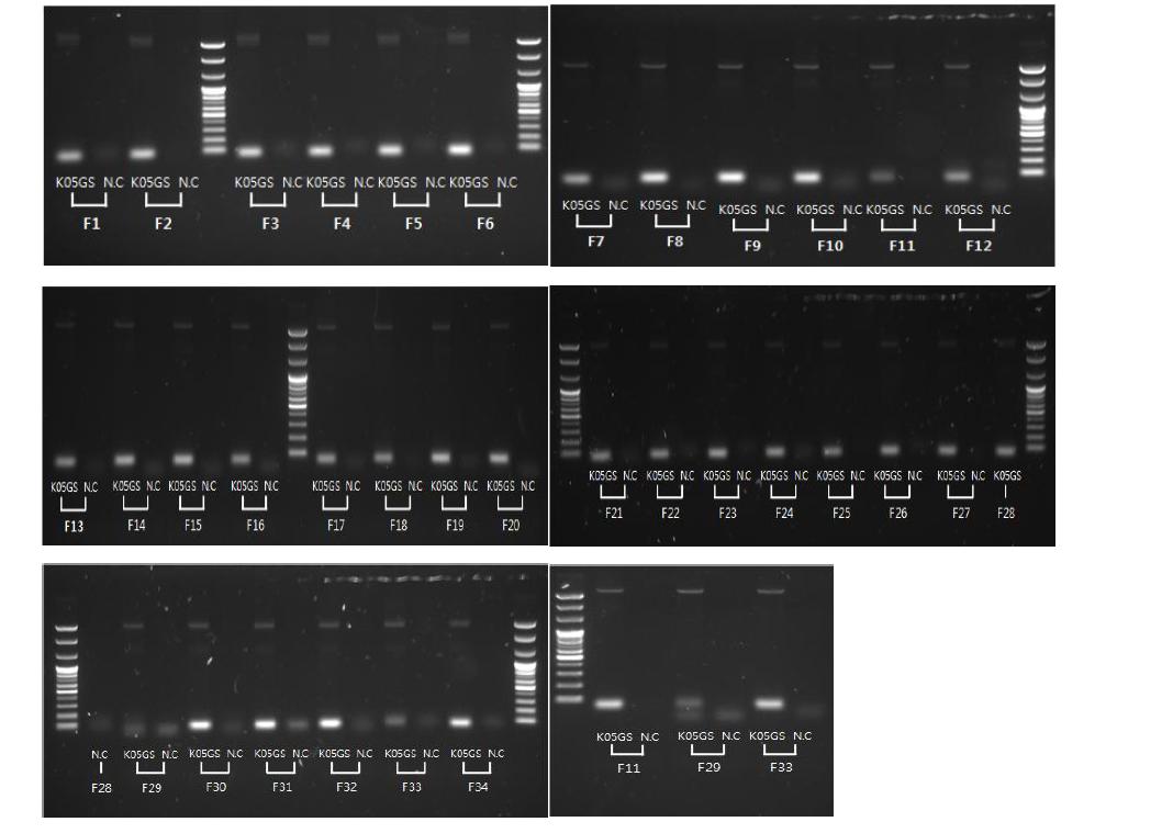 Electrophoresis of 34 fragment of K05GS partial NS1