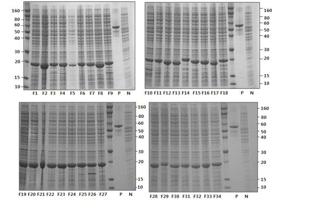 NuPAGE analysis of 34 fragments of JEV K05GS partical NS1protein expressed in pBAD Directional TOPO vector.