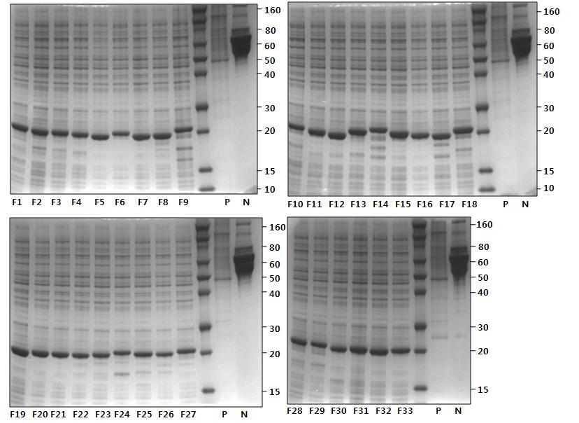 NuPAGE analysis of 33 fragments of JEV K05GS partical NS1protein expressed in pBAD Directional TOPO vector.