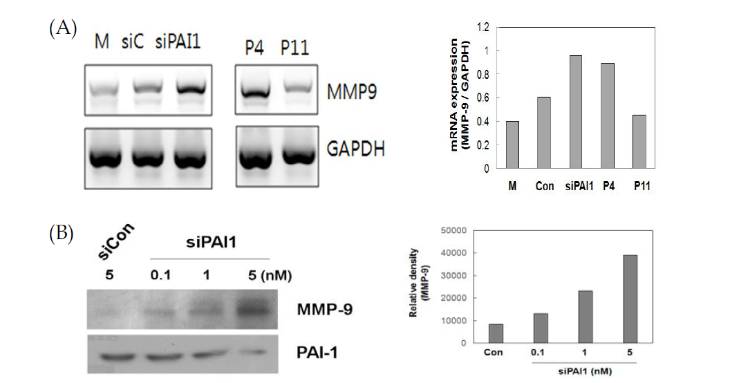 HUVEC에서 (A) siPAI-1 처리와 노화된 세포의 MMP-9 유전자의 발현과 (B) siPAI-1 농도 변화에 따른 MMP-9의 발현 변화 분석