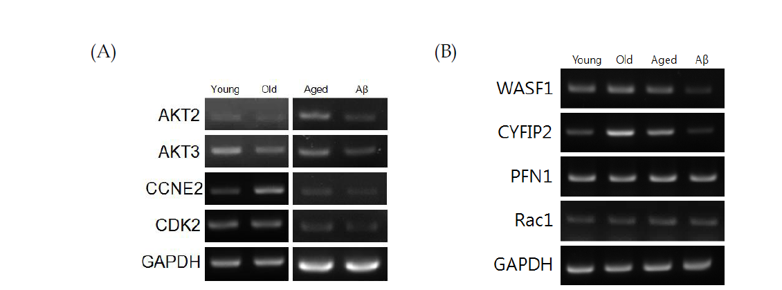 노화와 치매에서 공통으로 변하는 pathway 중 (A) PI3K-Akt signaling에 관여하는 gene들의 변화 분석 (B) Regulation of actin cytoskeleton에 관여하는 gene들의 변화 분석